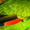 parrot feathers_Giselle Valdes_Open A_Honorable Mention