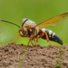 Cicada killer wasp on break!_Lenny McDonald_Assigned A Zoology_Equal Merit