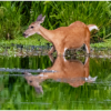 Deer Feeding_James Chelland_Assigned B Zoology_Honorable Mention