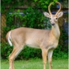 Deer_Wendy Kaplowitz_Assigned B Zoology_Honorable Mention