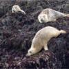 Harbor Seals_Arlene Sopranzetti_Assigned Salon Zoology_Equal Merit