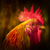 Key West Rooster_Peter Smejkal_Assigned A Zoology_Equal Merit