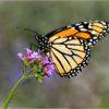 Monarch on Purple Vervain_Ellen Stein_Assigned Salon Zoology_Equal Merit