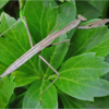 Praying Mantis At Rest #2_Ron Denk_Assigned Salon Zoology_Honorable Mention