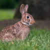 Rabbit_Ryan Kirschner_Assigned Salon Zoology_Honorable Mention