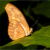 Tan and Orange Butterfly_Ellen Stein_Assigned Salon Zoology_Equal Merit