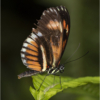 butterfly_Nellie Stolarz_Assigned A Zoology_Honorable Mention