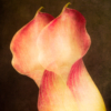 Calla Lily Double Exposure_Sherryl Gilfillian_Open Salon_Equal Merit