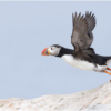 Puffin Takeoff_Arlene Sopranzetti_Open Salon_Equal Merit