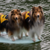 Surfin Shelties_Christine Truhe_Open B_Equal Merit