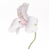 White Alstroemeria_Sherryl Gilfillian_Open Salon_Equal Merit