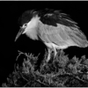 Black Crowned Night Heron_Sherryl Gilfillian_Assigned Salon Black & White_Equal Merit