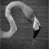 Flamingo #7_Ron Denk_Assigned Salon Black & White_Honorable Mention