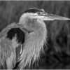 Great Blue Heron Portrait_Ellen Stein_Assigned Salon Black & White_Honorable Mention