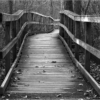 Great Swamp Boardwalk_James Chelland_Assigned B Black & White_Honorable Mention