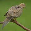 Mourning Dove On A Rainy Day_Ron Denk_Open Salon_Equal Merit