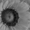 Sunflower_Sherryl Gilfillian_Assigned Salon Black & White_Equal Merit