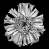 Unfolding Marigold_Kathy Kloos_Assigned B Black & White_Honorable Mention