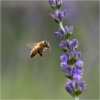 Bee & Lavender_Arlene Sopranzetti_Assigned Salon Things That Fly_Honorable Mention