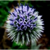 Blue Flower_Wendy Kaplowitz_Open B_Honorable Mention