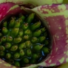 Bromeliad_Neil Hunter_Assigned A Macro & CloseUp_Honorable Mention