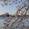 Classic DC Cherry Blossom View_Christine Truhe_Open B_Honorable Mention