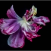 Dancing Tulip_Emma Tager_Assigned B Macro & CloseUp_Equal Merit