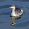 Horned Grebe_Michael Augustyniak_Open Salon_Honorable Mention