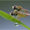 Hover Flies_Arlene Sopranzetti_Assigned Salon Macro & CloseUp_Equal Merit