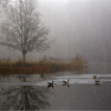 Morning Fog_Charlene Federowicz_Open B_Honorable Mention