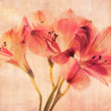 Peruvian Lily #2_Sherryl Gilfillian_Open Salon_Equal Merit