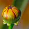 Plains Coreopsis Bud_Lenny McDonald_Assigned A Macro & CloseUp_Honorable Mention