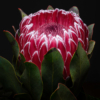 Protea Flower_Ryan Kirschner_Assigned Salon Macro & CloseUp_Honorable Mention