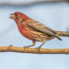 Purple Finch_Lenny McDonald_Open A_Honorable Mention