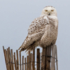 Snowy Owl Stare_Ellen Stein_Assigned Salon Things That Fly_Equal Merit