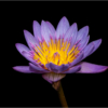 Tiny Water Lily_Ellen Stein_Assigned Salon Macro & CloseUp_Equal Merit