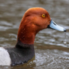 Wet Redhead Drake_Ellen Stein_Open Salon_Equal Merit