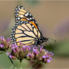 Ellen Stein_Monarch Butterfly on Flower_Honorable Mention