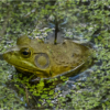 Jim Chelland_Frog_Honorable Mention