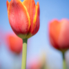 Ryan Kirschner_Tulips_Honorable Mention