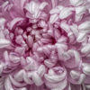 Ellen Stein_Pink Chrysanthemum Petals_Honorable Mention
