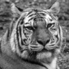 Nellie Stolarz_bw tiger_Honorable Mention