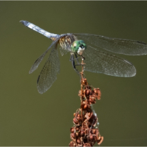 Arlene Sopranzetti_Blue Dasher_Equal Merit
