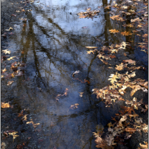 Jim Chelland_Reflections_Honorable Mention