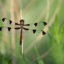 Ryan Kirschner_Dragonfly_Honorable Mention