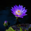 Al Figuccio_Water Lily_Honorable Mention