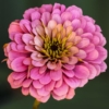 Charlene Federowicz_Feel Good Zinnia_Honorable Mention