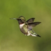 Charlene Federowicz_Humingbird in flight_Equal Merit