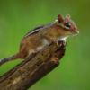 Chipmunk on a stick_Charlene Federowicz_Open A_20231016_Equal Merit