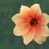 Ellen Stein_Garden Dahlia_Equal Merit